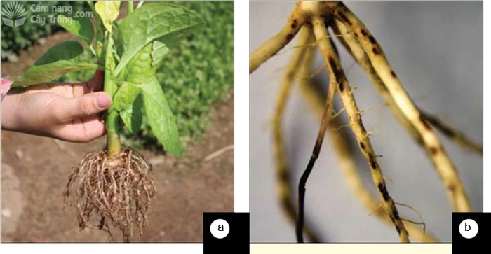 Hệ thống rễ cây bị phá hủy do: (a) tuyến trùng nốt sưng, (b) tuyến trùng gây loét rễ, cả hai bệnh đều làm cây còi cọc và vàng lá - kythuatcanhtac.com