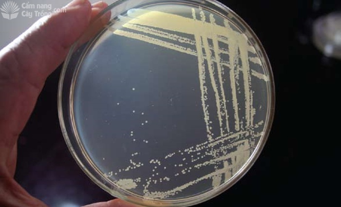 Đĩa cấy vi khuẩn phát triển sau 2 ngày ở nhiệt độ 25°C - kythuatcanhtac.com