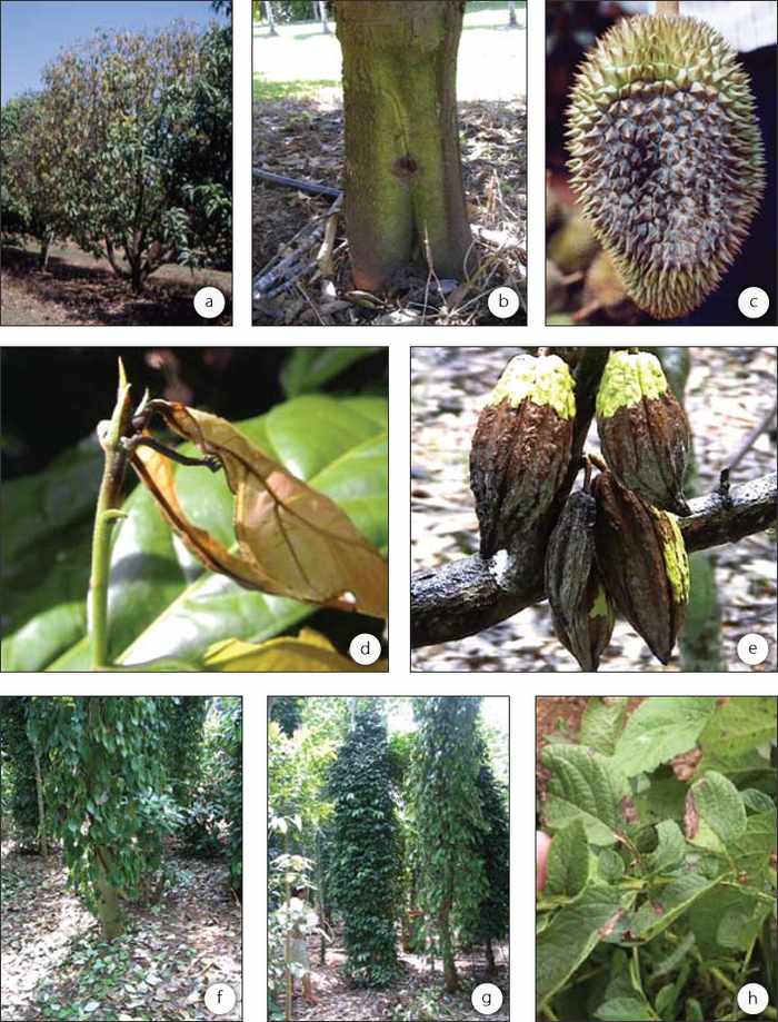 Bệnh Phytophthora palmivora ở sầu riêng - kythuatcanhtac.com