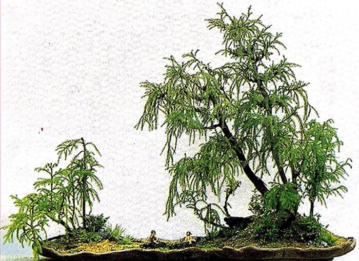 "Co rồng còn lại một thước, thấy cái lớn trong cái nhỏ", là một trong những thủ pháp thuật trong sáng tạo cây cảnh. Cây này là cây thông kiểu rừng cây. Sáu bảy cành liễu rủ xuống đung đưa trong gió, hai ba đứa trẻ vui đùa trong đó, thật là một cảnh tượng hương thông sóng động. Tác giả là Hồ Vận Hoa ở Lâm Viên Thượng Hải - kythuatcanhtac.com