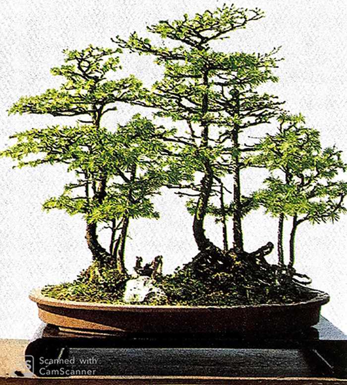 Trong ảnh là cây cảnh cây thong kim tiền kiểu rừng cây, tác giả Thiệu Hải Trung ở vườn thực vật Thượng Hải. Cây cảnh được tạo thành từ những cây nhỏ phối hợp với đá hòn. Tạ kiểu cây cảnh này phải tuân theo quy luật của vẻ đẹp tự nhiên, thưa rậm so le, đan chéo nhau, giống như không có ý tạo như vậy, nhưng thực ra lại đầy suy nghĩ kỳ diệu đọc đáo - kythuatcanhtac.com