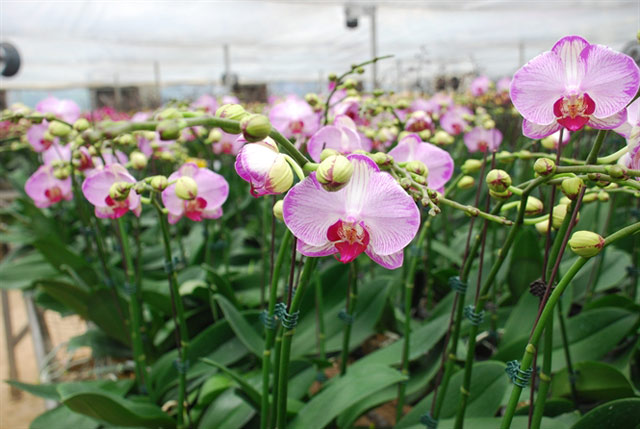 Cây hoa lan nuôi cấy mô (Giai đoạn đưa ra vườn ươm) - kythuatcanhtac.com