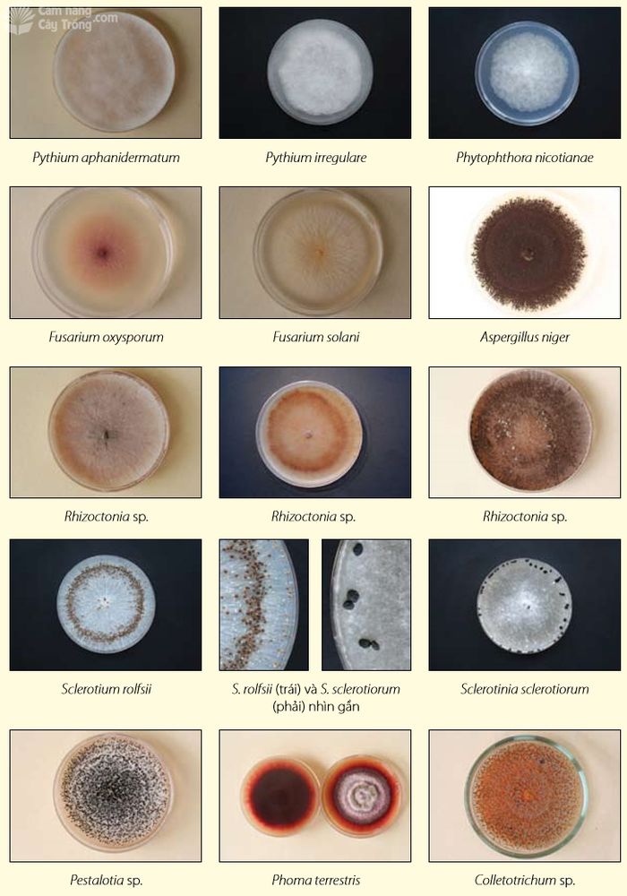 Tản nấm của một số nấm bệnh thông thường trên môi trường thạch đường khoai tây - kythuatcanhtac.com