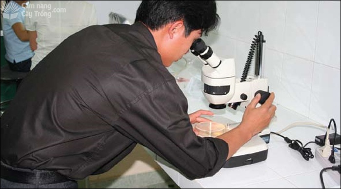 Kiểm tra các tản nấm dưới kính lúp soi nổi - kythuatcanhtac.com