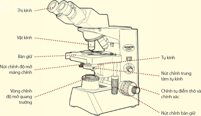 Các bộ phận của kính hiển vi 02 - kythuatcanhtac.com