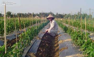 Kỹ thuật đặt ớt trồng có màng phủ nông nghiệp - kythuatcanhtac.com