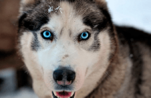 Chó Husky - Chú chó đa cảm xúc nhất trong tất cả các loại pet 15 - kythuatcanhtac.com