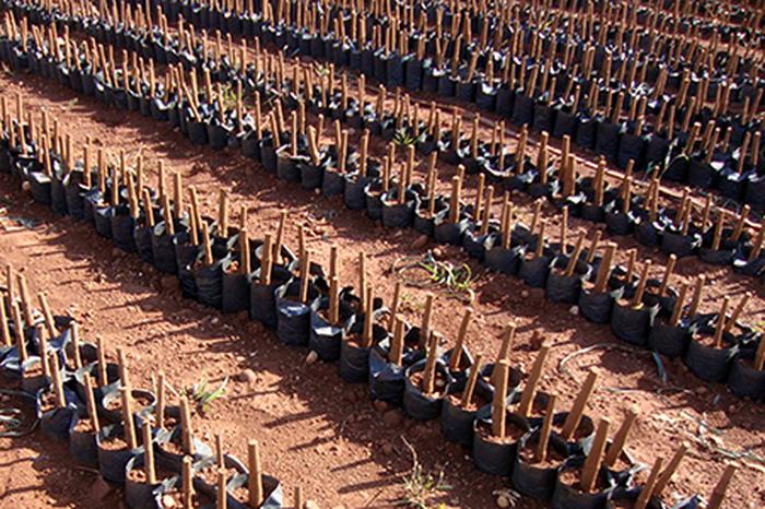 Quy trình sản xuất cây giống cao su - kythuatcanhtac.com