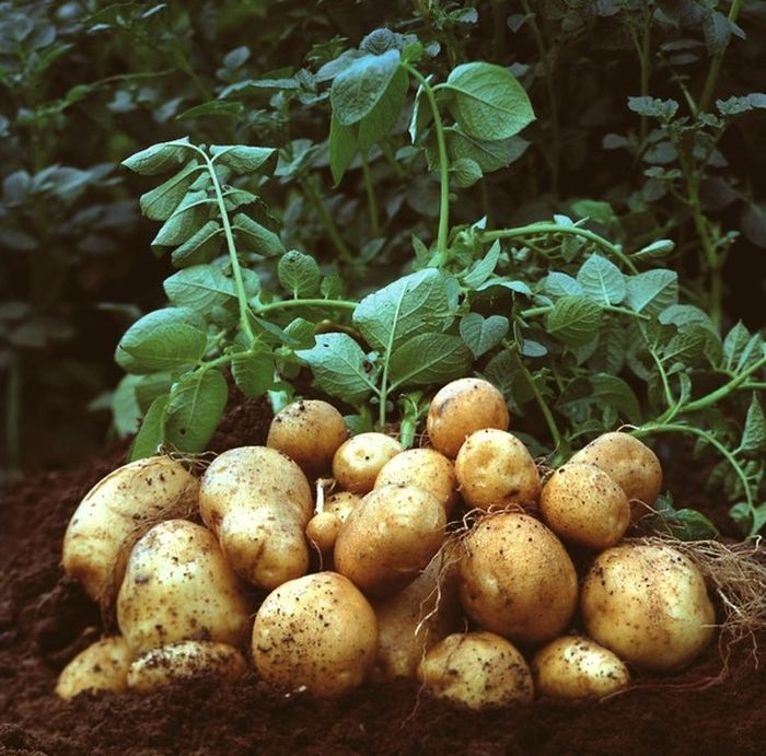 Mới lạ trồng khoai tây bằng hạt cho năng suất gấp 3 lần - kythuatcanhtac.com