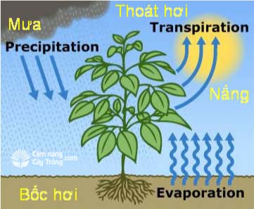 Một số yếu tố khí hậu tác động lên cây trồng - kythuatcanhtac.com