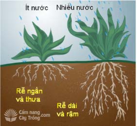 Lượng nước tưới cho cây trồng - kythuatcanhtac.com