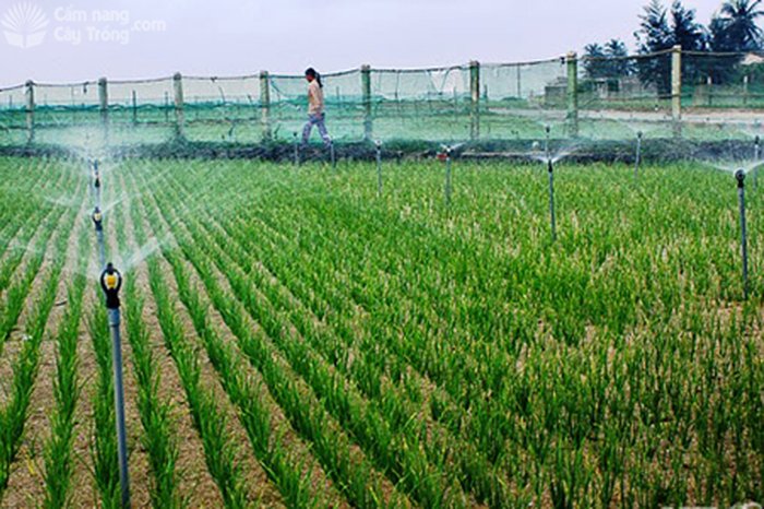 Ruộng trồng tỏi ở Lý Sơn được tưới bằng hệ thống phun tưới tiết kiệm - kythuatcanhtac.com