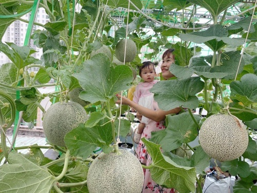 Bầu bí 7 tháng, mẹ Sài Gòn vẫn còng lưng trồng rau sân thượng, thành quả ngoài mong đợi - 6 - kythuatcanhtac.com