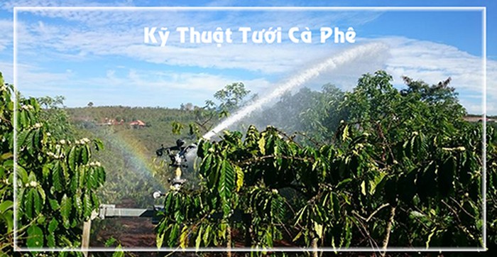 kỹ thuật tưới nước cho cây cà phê - kythuatcanhtac.com