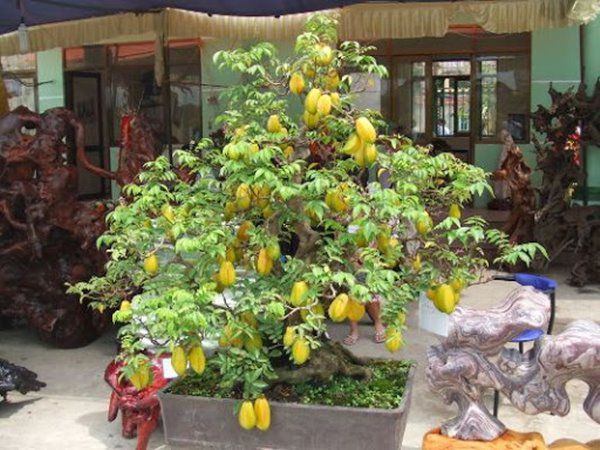 Những loại cây ăn quả trồng trong chậu lớn nhanh như thổi, quả sai trĩu cành - 4 - kythuatcanhtac.com