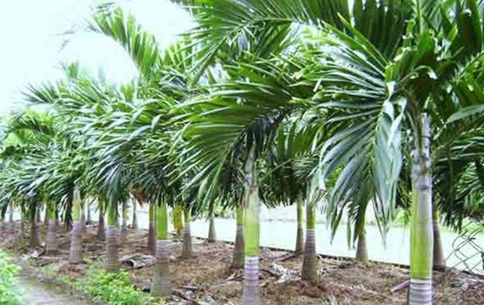 Kỹ thuật trồng cây cau lùn không khó lại cho quả quanh năm - kythuatcanhtac.com