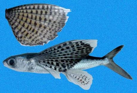 Nguồn gốc, Đặc điểm cá Chuồn - loài cá bay như chim 2 - kythuatcanhtac.com