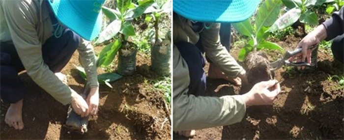 ky thuật trồng chuối  - kythuatcanhtac.com
