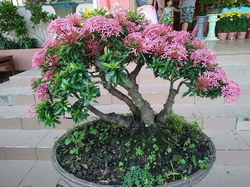 10 Cây cảnh bonsai đẹp nhất và cách chăm sóc cây bonsai đúng kỹ thuật - 11 - kythuatcanhtac.com