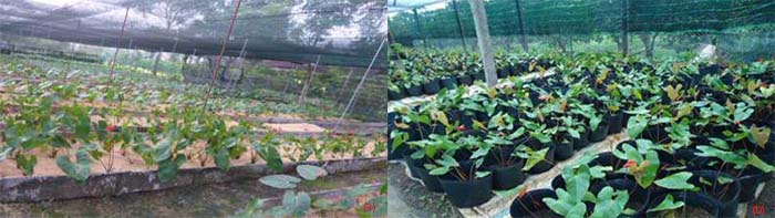 Khoảng cách trồng trên luống trong nhà lưới - Khoảng cách hợp lý trồng trong chậu - kythuatcanhtac.com