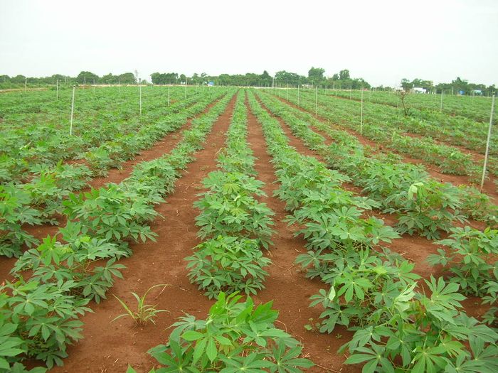 Cây sắn được trồng trên đất dôc - kythuatcanhtac.com