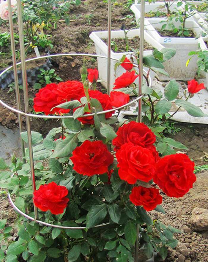 Trồng hoa hồng từ củ khoai tây - kythuatcanhtac.com
