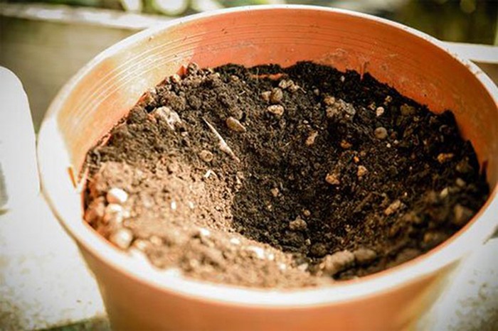 Dùng thìa sạch đào một hố đất nhỏ trong chậu để đặt củ khoai tây. - kythuatcanhtac.com