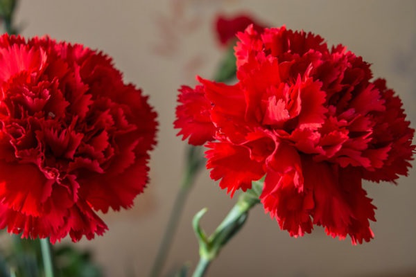Hoa Cẩm Chướng: Đặc điểm, ý nghĩa và cách chăm sóc ra hoa đẹp - 4 - kythuatcanhtac.com