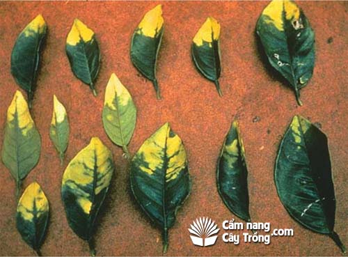 Phân urê có thể chứa Biuret, chất độc đối với cây có múi và gây ra các triệu chứng thiếu hụt vi lượng - kythuatcanhtac.com