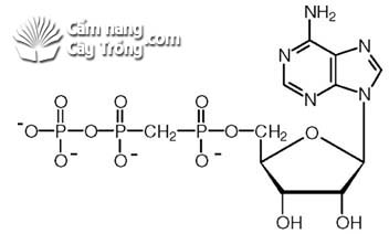 Phốt pho được sử dụng để hình thành các axit nucleic (RNA và DNA) - kythuatcanhtac.com
