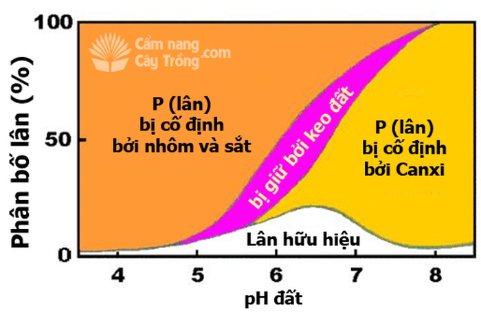 Ảnh hưởng của pH đối với phân bố phốt pho vô cơ (lân) trong đất - kythuatcanhtac.com