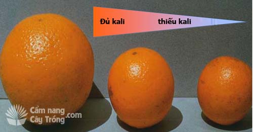Chất lượng trái cây theo kali - kythuatcanhtac.com