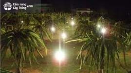 Xử lý ra hoa thanh long bằng bóng đèn compact - kythuatcanhtac.com