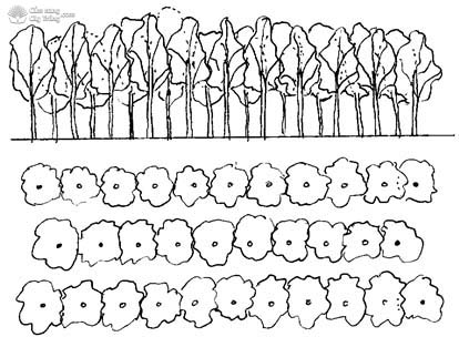 Mô hình trồng cây chùm ngây tập trung - kythuatcanhtac.com