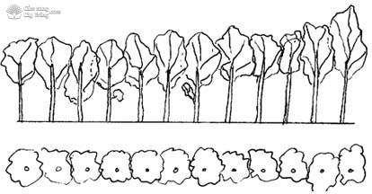 Mô hình trồng cây chùm ngây phân tán - kythuatcanhtac.com