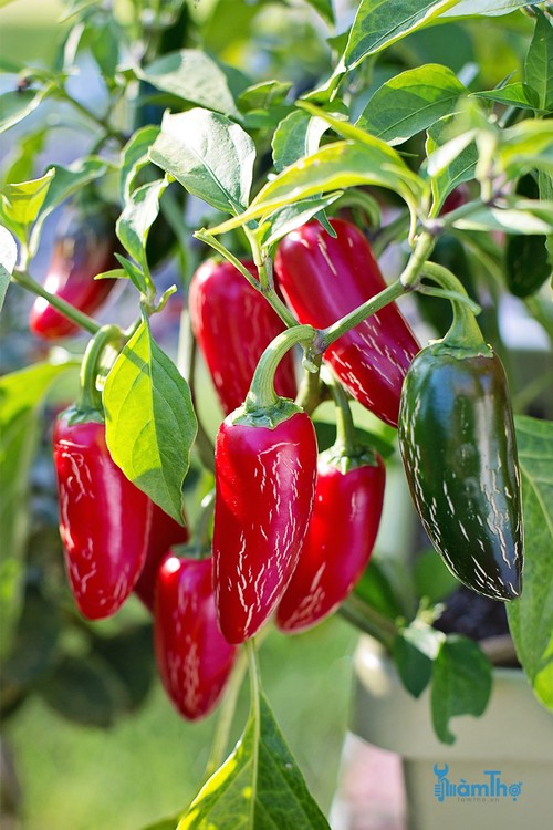 Hướng dẫn cách trồng ớt Jalapeno từ hạt giống - kythuatcanhtac.com