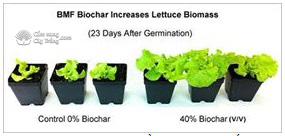 Thí nghiệm cây ngô trồng trên đất không và đất có bổ sung biochar - kythuatcanhtac.com