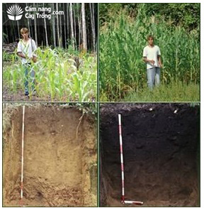 Cây trồng trên loại đất đen Terra-petra và loại đất feralit gần đó - kythuatcanhtac.com