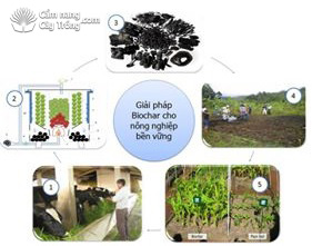 Mô hình ứng dụng sản biochar từ phế phụ phẩm nông nghiệp - kythuatcanhtac.com