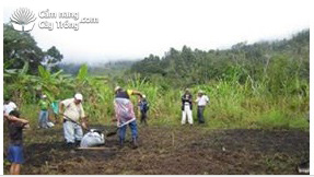Thí nghiệm trồng cây rau diếp trên đất có bón biochar - kythuatcanhtac.com