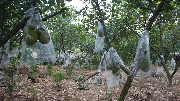 Để tránh sự tán công của côn trùng nên sử dụng các loại túi nilon cho quả mít  - kythuatcanhtac.com