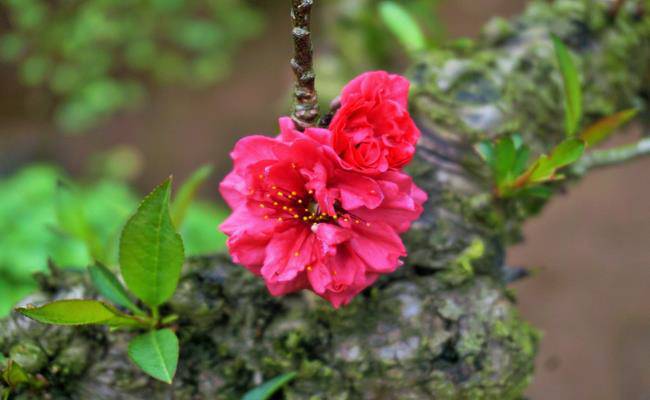 Những loại hoa đào Việt Nam đẹp mê hồn, càng ngắm càng đã mắt - 16 - kythuatcanhtac.com