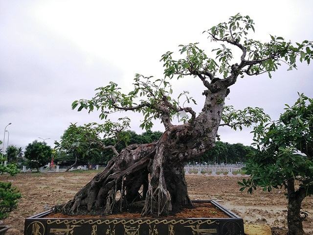Cây bonsai dáng siêu – Một trong những dáng thế cây cổ điển 3 - kythuatcanhtac.com