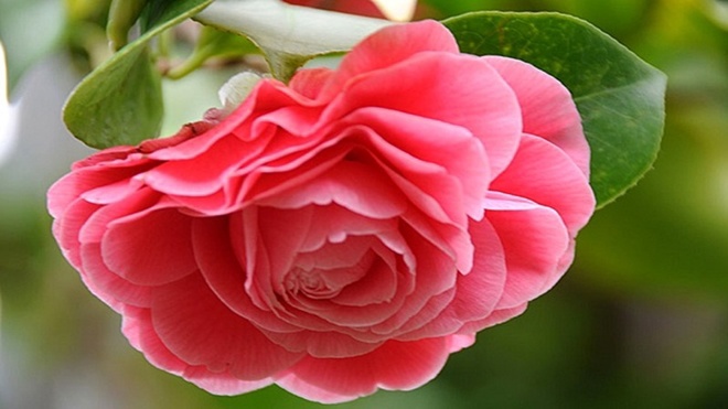 Loại hoa được mệnh danh amp;#34;nữ hoàng các loài hoaamp;#34;, sống dai, nở hoa dày đặc trong 3 tháng - 1 - kythuatcanhtac.com