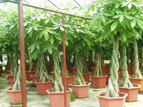 Các loại cây xanh trong nhà và văn phòng đẹp, hợp phong thủy nên trồng - 5 - kythuatcanhtac.com