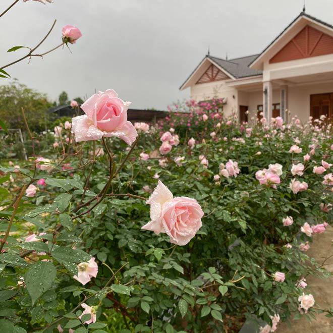 Mê mẩn vườn hồng đẹp như mơ, rộng hàng nghìn m2 của bà mẹ Hà thành - 7 - kythuatcanhtac.com