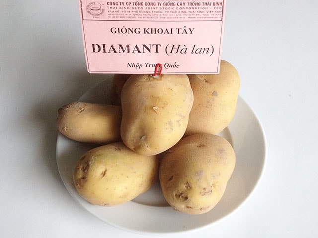 Giống khoai tây Diamant - kythuatcanhtac.com