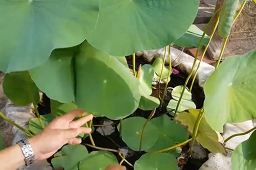 Cây sen sau 2 tháng trồng phát triển khỏe mạnh, nên tiến hành cắt tỉa lá già - kythuatcanhtac.com