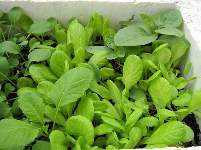 Học ngay cách tự trồng rau sạch trong thùng xốp dễ dàng - kythuatcanhtac.com