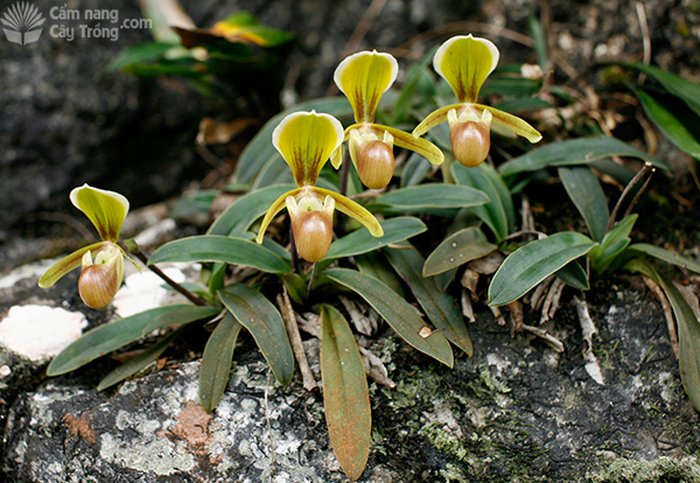 Loài lan hài Hê len (Paphiopedilum helenae) - kythuatcanhtac.com
